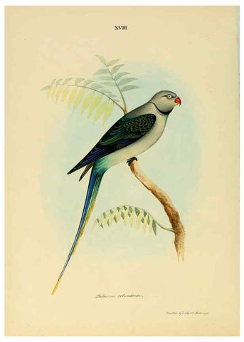 Reproducción/Reproduction 6418324443: Illustrations of Indian ornithology Madras :Printed by P.R. Hunt, American Mission Press,1847