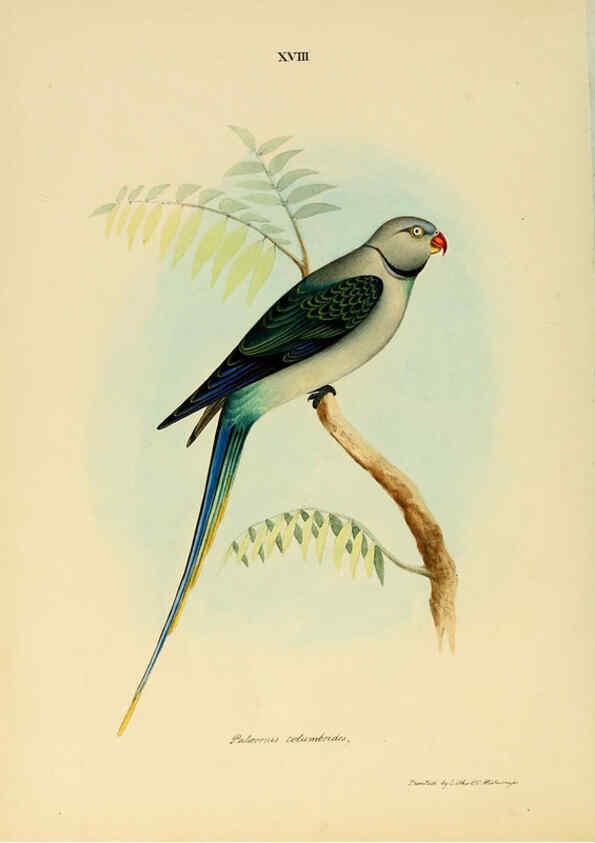 Reproducción/Reproduction 6418324443: Illustrations of Indian ornithology Madras :Printed by P.R. Hunt, American Mission Press,1847