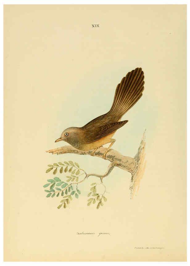 Reproducción/Reproduction 6418324777: Illustrations of Indian ornithology Madras :Printed by P.R. Hunt, American Mission Press,1847