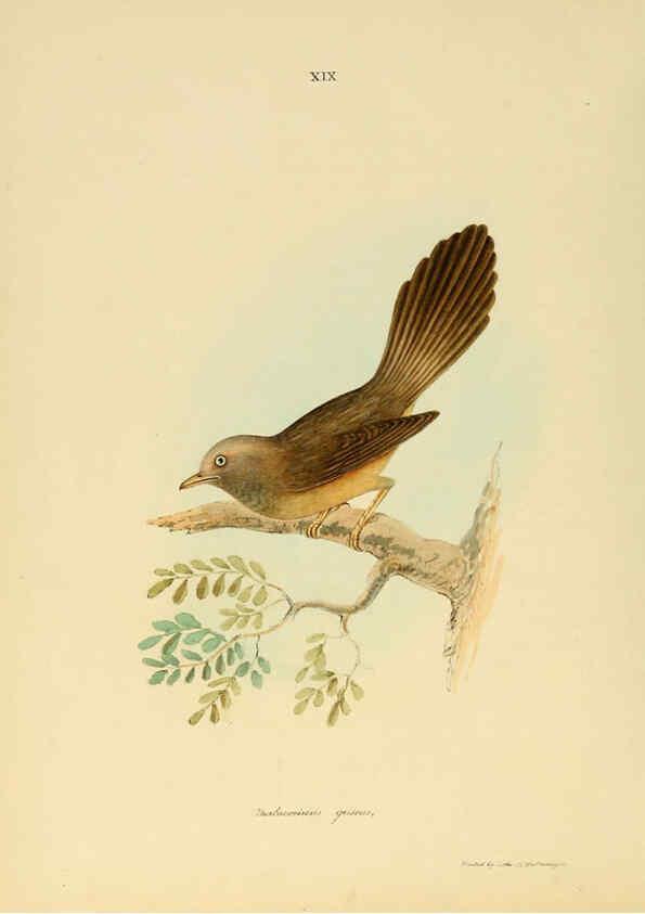 Reproducción/Reproduction 6418324777: Illustrations of Indian ornithology Madras :Printed by P.R. Hunt, American Mission Press,1847
