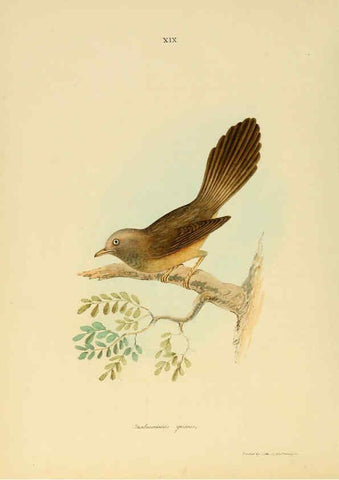 Reproducción/Reproduction 6418324777: Illustrations of Indian ornithology Madras :Printed by P.R. Hunt, American Mission Press,1847