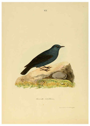Reproducción/Reproduction 6418325111: Illustrations of Indian ornithology Madras :Printed by P.R. Hunt, American Mission Press,1847