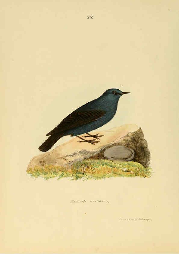 Reproducción/Reproduction 6418325111: Illustrations of Indian ornithology Madras :Printed by P.R. Hunt, American Mission Press,1847