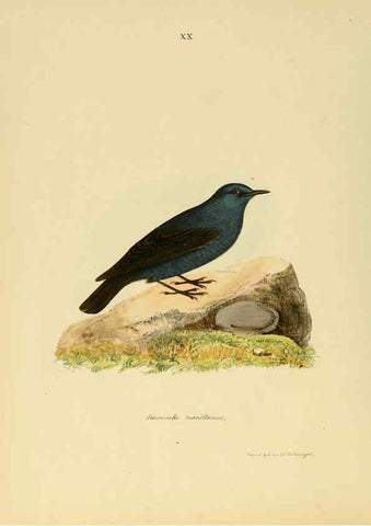 Reproducción/Reproduction 6418325111: Illustrations of Indian ornithology Madras :Printed by P.R. Hunt, American Mission Press,1847