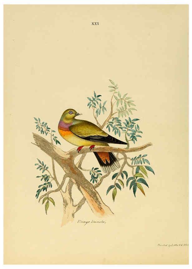 Reproducción/Reproduction 6418325457: Illustrations of Indian ornithology Madras :Printed by P.R. Hunt, American Mission Press,1847