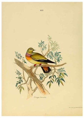 Reproducción/Reproduction 6418325457: Illustrations of Indian ornithology Madras :Printed by P.R. Hunt, American Mission Press,1847