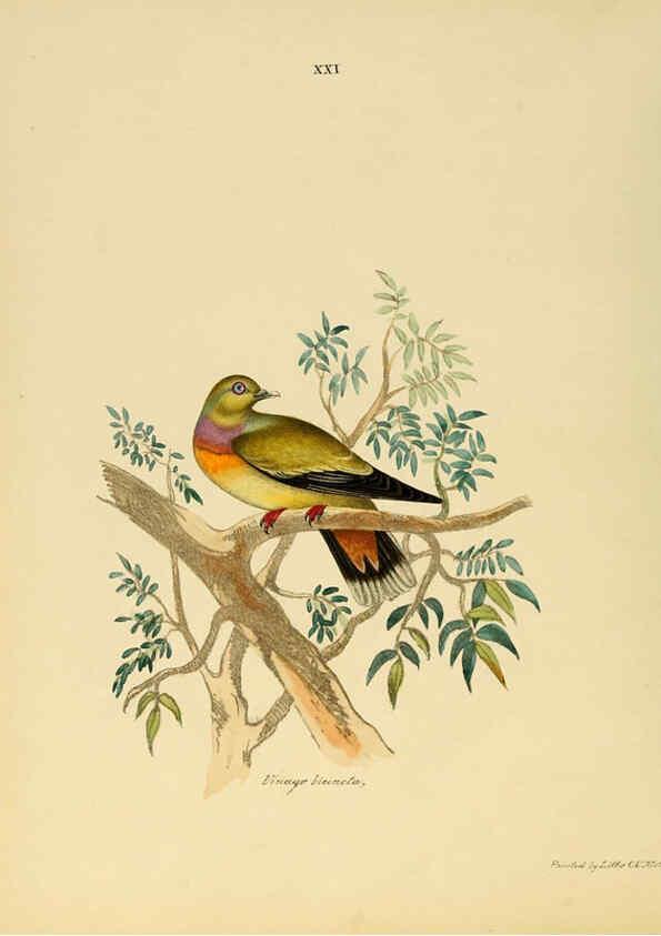 Reproducción/Reproduction 6418325457: Illustrations of Indian ornithology Madras :Printed by P.R. Hunt, American Mission Press,1847