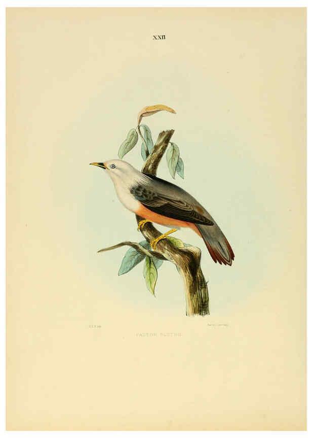Reproducción/Reproduction 6418325761: Illustrations of Indian ornithology Madras :Printed by P.R. Hunt, American Mission Press,1847