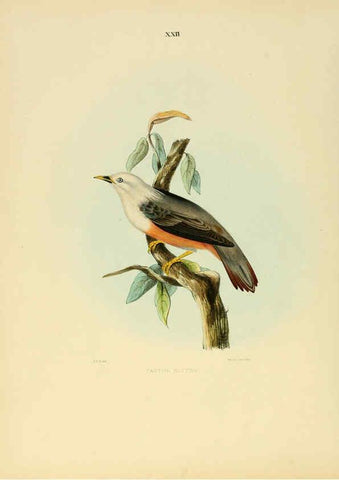 Reproducción/Reproduction 6418325761: Illustrations of Indian ornithology Madras :Printed by P.R. Hunt, American Mission Press,1847