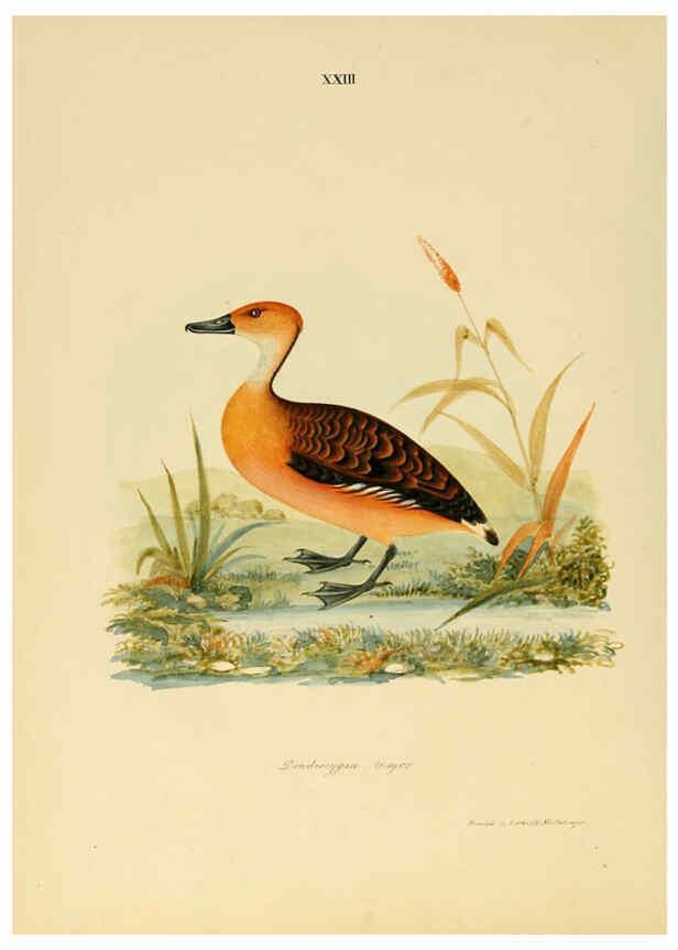 Reproducción/Reproduction 6418326091: Illustrations of Indian ornithology Madras :Printed by P.R. Hunt, American Mission Press,1847