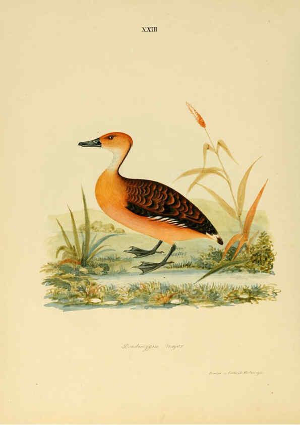 Reproducción/Reproduction 6418326091: Illustrations of Indian ornithology Madras :Printed by P.R. Hunt, American Mission Press,1847