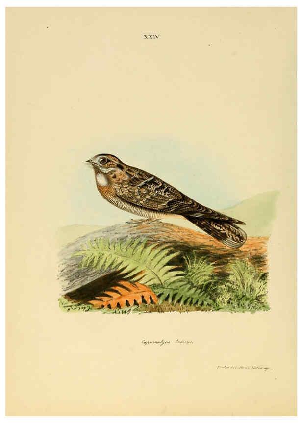 Reproducción/Reproduction 6418326423: Illustrations of Indian ornithology Madras :Printed by P.R. Hunt, American Mission Press,1847