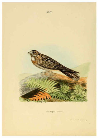 Reproducción/Reproduction 6418326423: Illustrations of Indian ornithology Madras :Printed by P.R. Hunt, American Mission Press,1847
