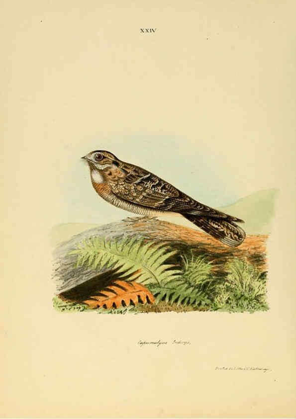 Reproducción/Reproduction 6418326423: Illustrations of Indian ornithology Madras :Printed by P.R. Hunt, American Mission Press,1847