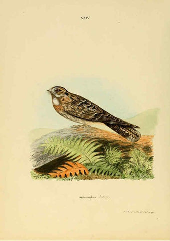 Reproducción/Reproduction 6418326423: Illustrations of Indian ornithology Madras :Printed by P.R. Hunt, American Mission Press,1847
