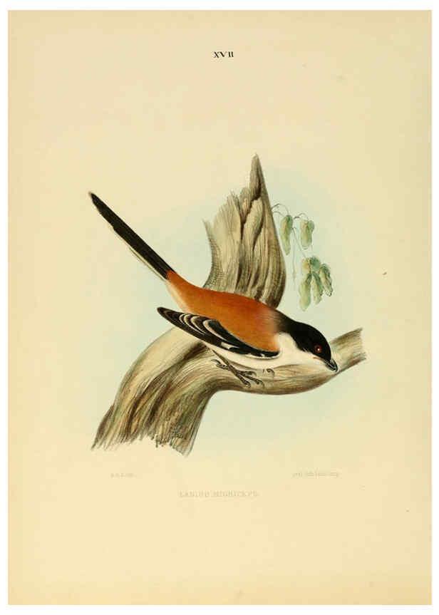 Reproducción/Reproduction 6418324105: Illustrations of Indian ornithology Madras :Printed by P.R. Hunt, American Mission Press,1847