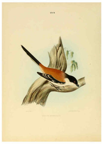 Reproducción/Reproduction 6418324105: Illustrations of Indian ornithology Madras :Printed by P.R. Hunt, American Mission Press,1847