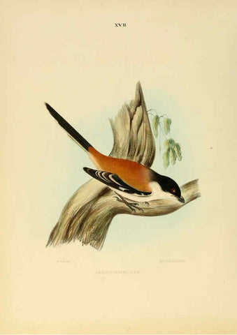 Reproducción/Reproduction 6418324105: Illustrations of Indian ornithology Madras :Printed by P.R. Hunt, American Mission Press,1847