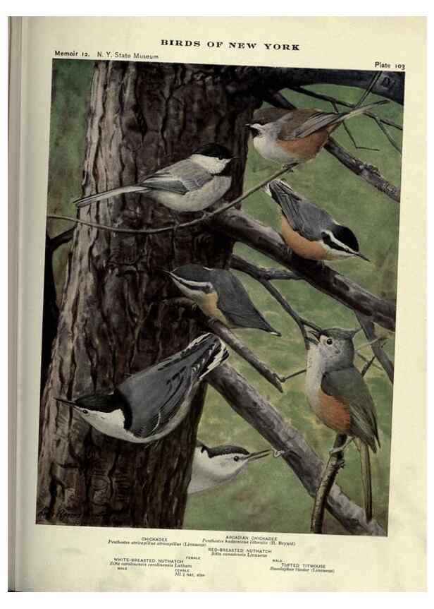 Reproducción/Reproduction 6901498002: Birds of New York /. Albany :University of the State of New York,1910-1914.