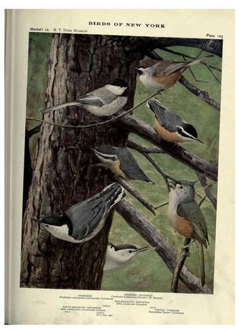 Reproducción/Reproduction 6901498002: Birds of New York /. Albany :University of the State of New York,1910-1914.