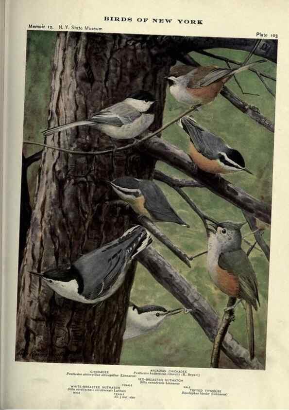 Reproducción/Reproduction 6901498002: Birds of New York /. Albany :University of the State of New York,1910-1914.