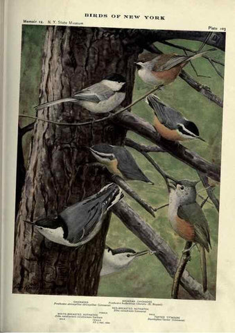 Reproducción/Reproduction 6901498002: Birds of New York /. Albany :University of the State of New York,1910-1914.