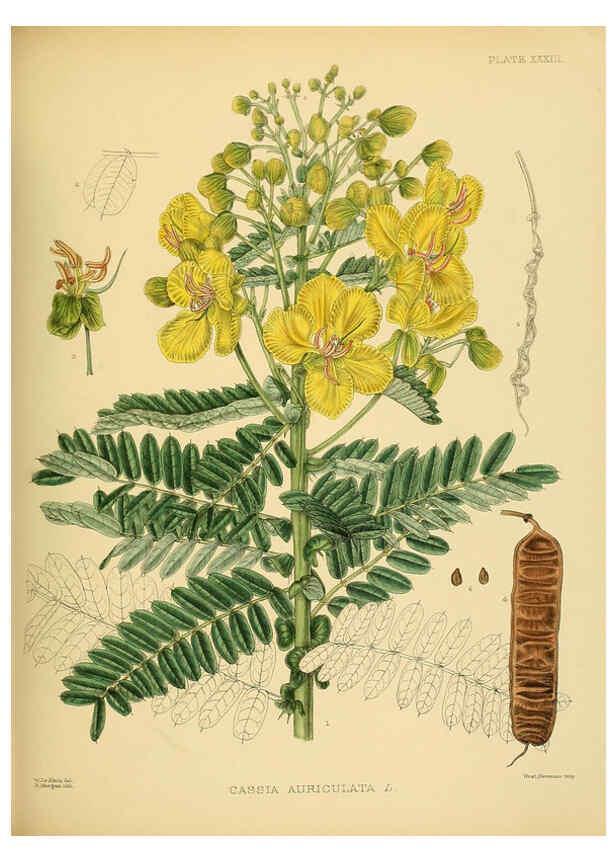 Reproducción/Reproduction 6430643637: A hand-book to the flora of Ceylon. atlas. London :Dulau,1893-1931
