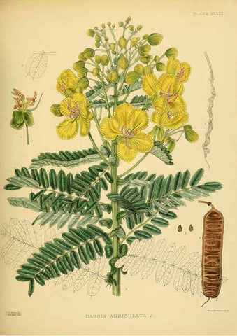 Reproducción/Reproduction 6430643637: A hand-book to the flora of Ceylon. atlas. London :Dulau,1893-1931