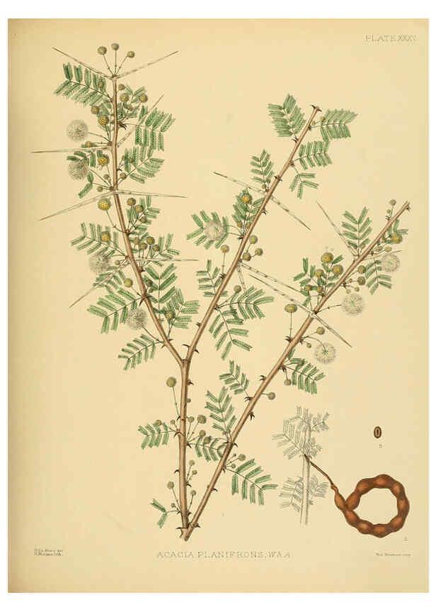 Reproducción/Reproduction 6430644261: A hand-book to the flora of Ceylon. atlas. London :Dulau,1893-1931