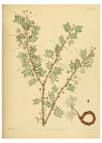 Reproducción/Reproduction 6430644261: A hand-book to the flora of Ceylon. atlas. London :Dulau,1893-1931