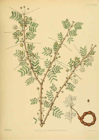 Reproducción/Reproduction 6430644261: A hand-book to the flora of Ceylon. atlas. London :Dulau,1893-1931
