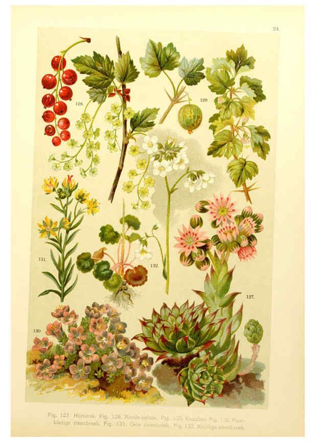 Reproducción/Reproduction 6436784431: Onze flora Zutphen,W.J. Thieme,1900