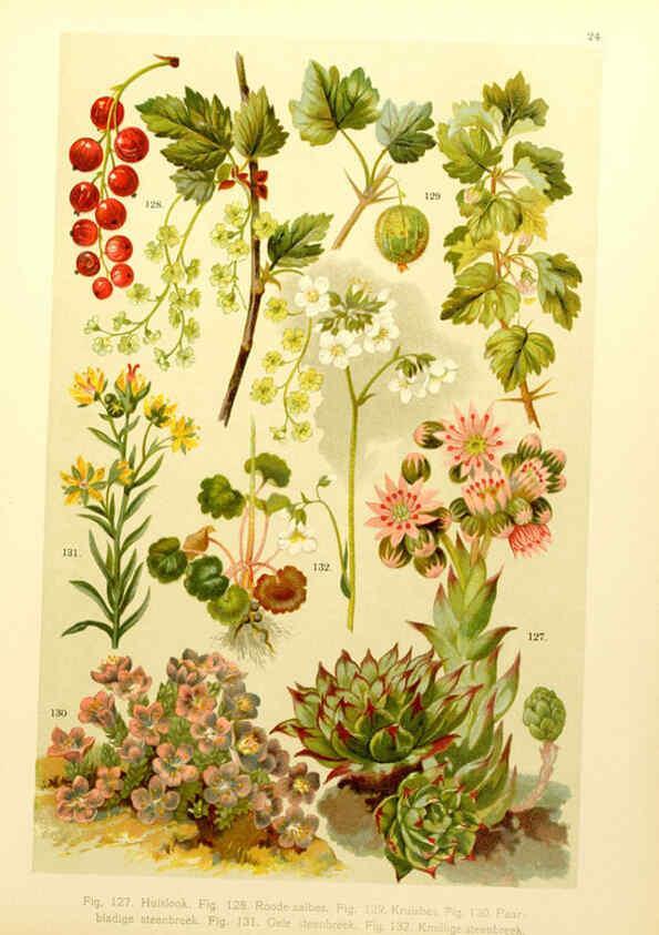 Reproducción/Reproduction 6436784431: Onze flora Zutphen,W.J. Thieme,1900
