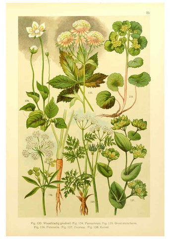 Reproducción/Reproduction 6436784853: Onze flora Zutphen,W.J. Thieme,1900