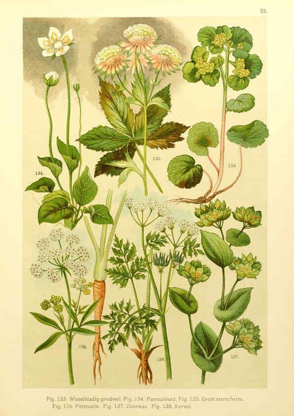 Reproducción/Reproduction 6436784853: Onze flora Zutphen,W.J. Thieme,1900