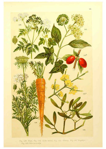 Reproducción/Reproduction 6436785383: Onze flora Zutphen,W.J. Thieme,1900