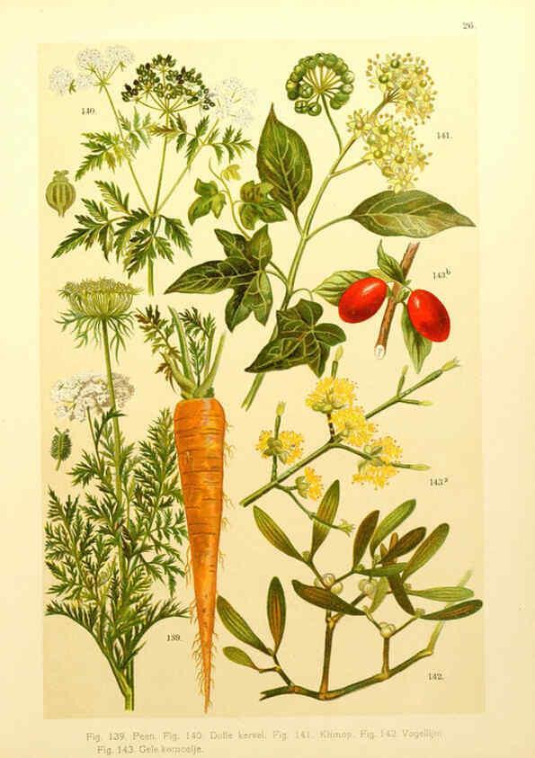 Reproducción/Reproduction 6436785383: Onze flora Zutphen,W.J. Thieme,1900