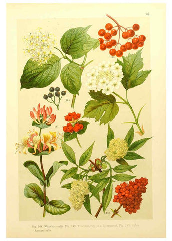 Reproducción/Reproduction 6436785941: Onze flora Zutphen,W.J. Thieme,1900