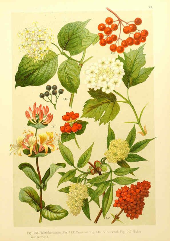 Reproducción/Reproduction 6436785941: Onze flora Zutphen,W.J. Thieme,1900