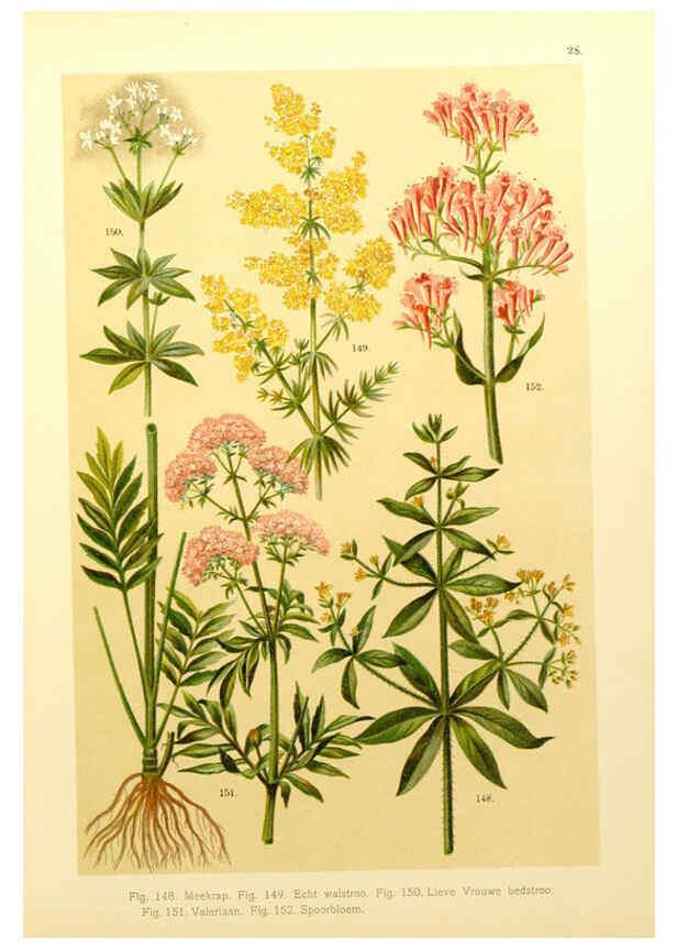 Reproducción/Reproduction 6436786381: Onze flora Zutphen,W.J. Thieme,1900