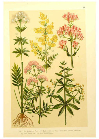 Reproducción/Reproduction 6436786381: Onze flora Zutphen,W.J. Thieme,1900
