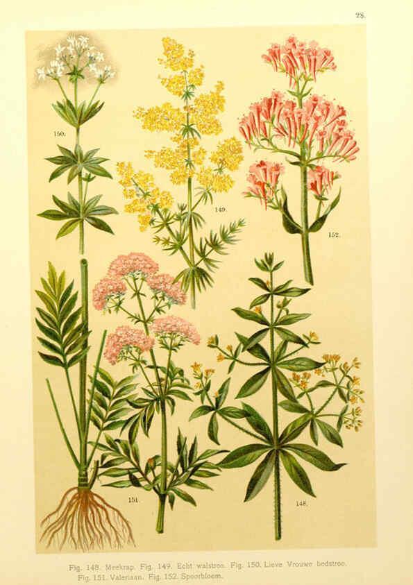 Reproducción/Reproduction 6436786381: Onze flora Zutphen,W.J. Thieme,1900