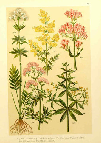 Reproducción/Reproduction 6436786381: Onze flora Zutphen,W.J. Thieme,1900