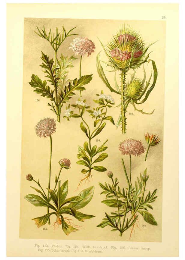 Reproducción/Reproduction 6436786879: Onze flora Zutphen,W.J. Thieme,1900