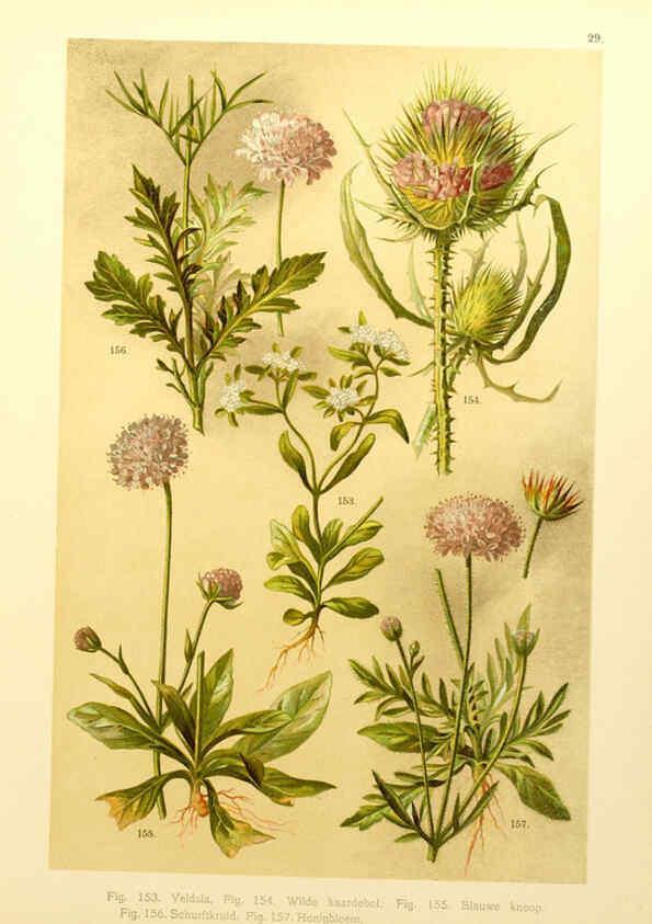 Reproducción/Reproduction 6436786879: Onze flora Zutphen,W.J. Thieme,1900