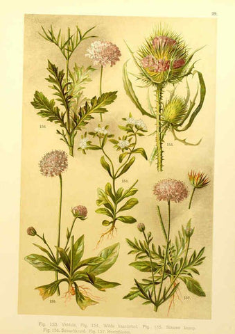 Reproducción/Reproduction 6436786879: Onze flora Zutphen,W.J. Thieme,1900