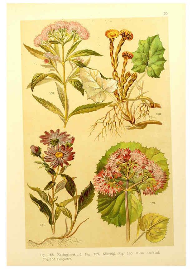Reproducción/Reproduction 6436787251: Onze flora Zutphen,W.J. Thieme,1900