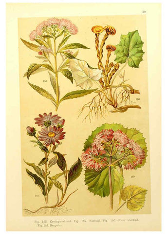 Reproducción/Reproduction 6436787251: Onze flora Zutphen,W.J. Thieme,1900