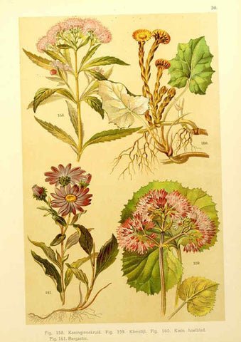 Reproducción/Reproduction 6436787251: Onze flora Zutphen,W.J. Thieme,1900