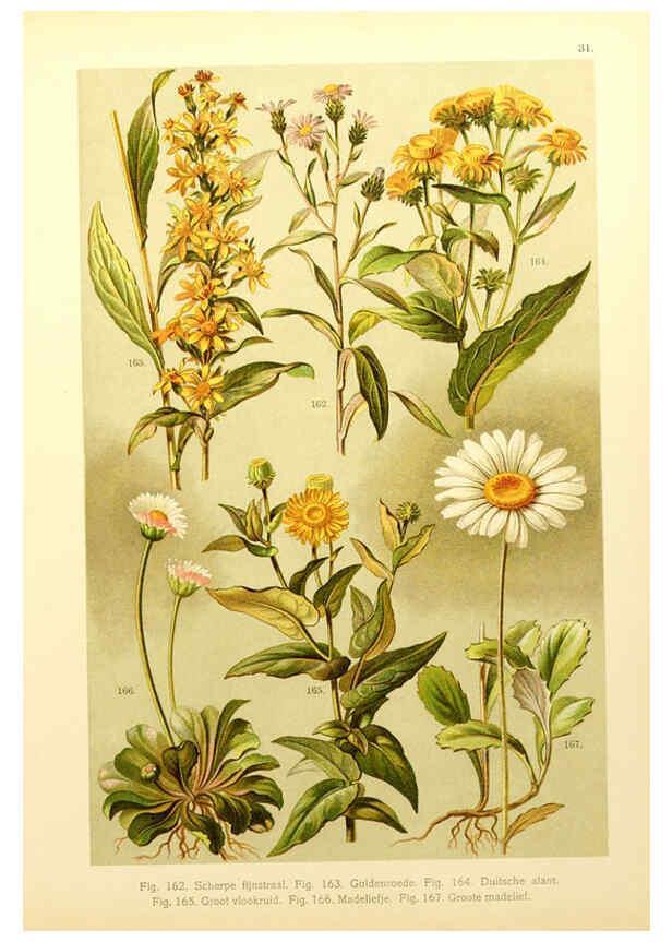 Reproducción/Reproduction 6436787747: Onze flora Zutphen,W.J. Thieme,1900